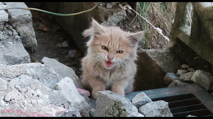 Watch the video about Cute kitten meows for food