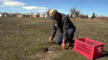 Placing Conibear or body gripping traps to catch ground squirrels