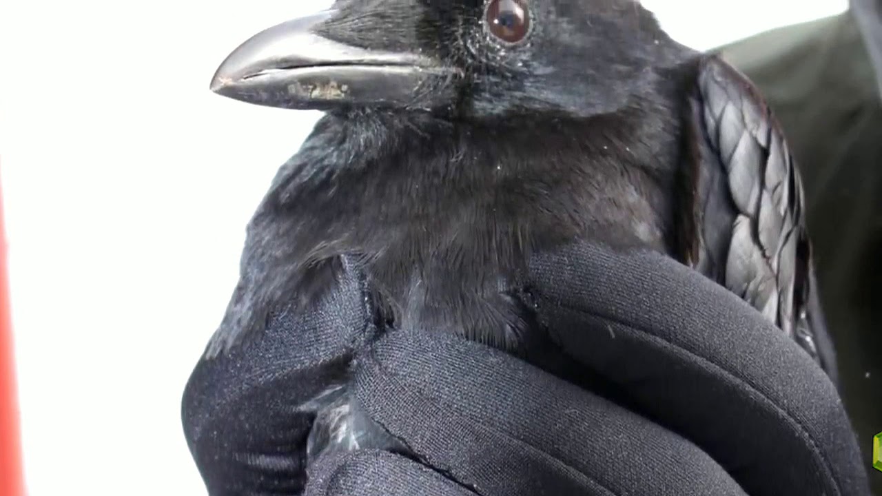 ворона с книгой. самая страшная книга история ворона оглавление. народные песни черный ворон. истории ворона (сборник). рассказы черного ворона.