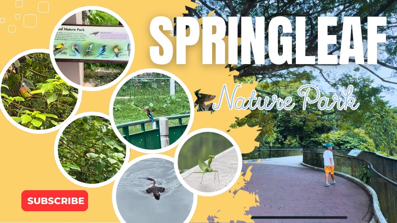 🦜 Birdwatching & Wildlife Adventures at Springleaf Nature Park 🌿Dec ...