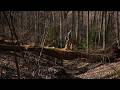 Evening Spring Forest Walk in Golden Light and Quiet Nature