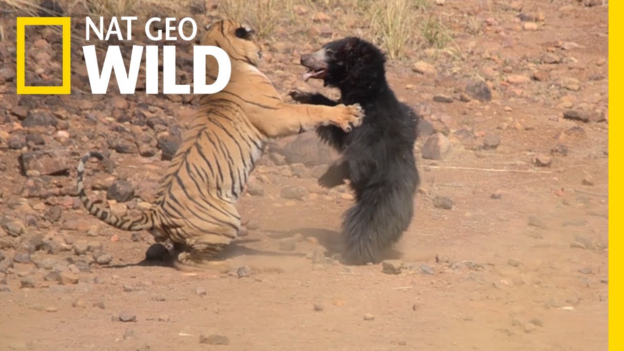 Mother Bear Fights Tiger To Save Her Cub In Dramatic Video Nat Geo Wild Youtube