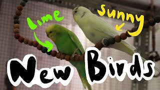 Aviary Update! NEW BIRDS? by sanaspets 133 views 9 months ago 41 seconds