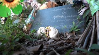 Plant City quadruple killings ruled murder-suicide by police