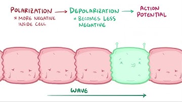 Action Potential in Pacemaker Cells | Osmosis