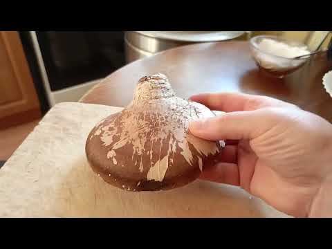 Берёзовая губка.(Трутовик берёзовый). лечебный гриб.