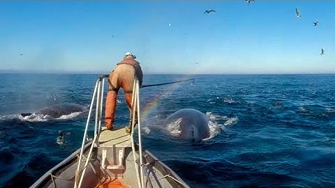 New tech gives Stanford researchers a unique look into the lives of whales
