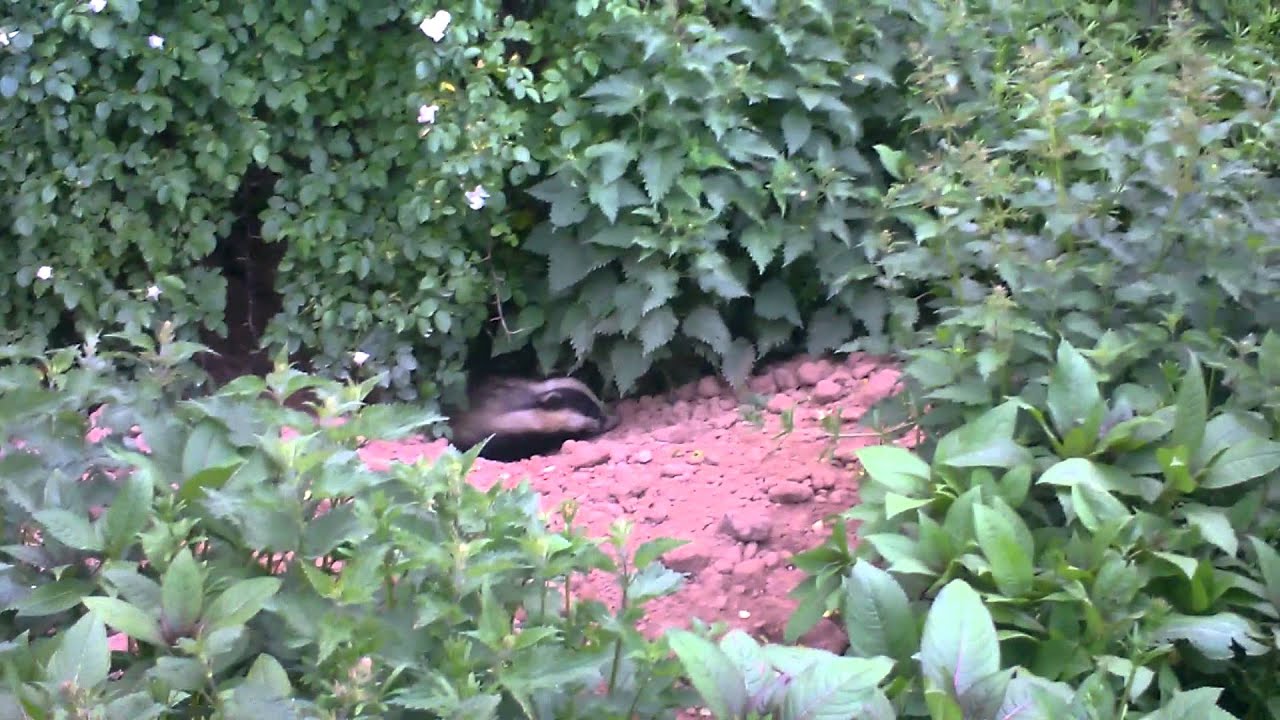 otterbox Early morning Badger filming