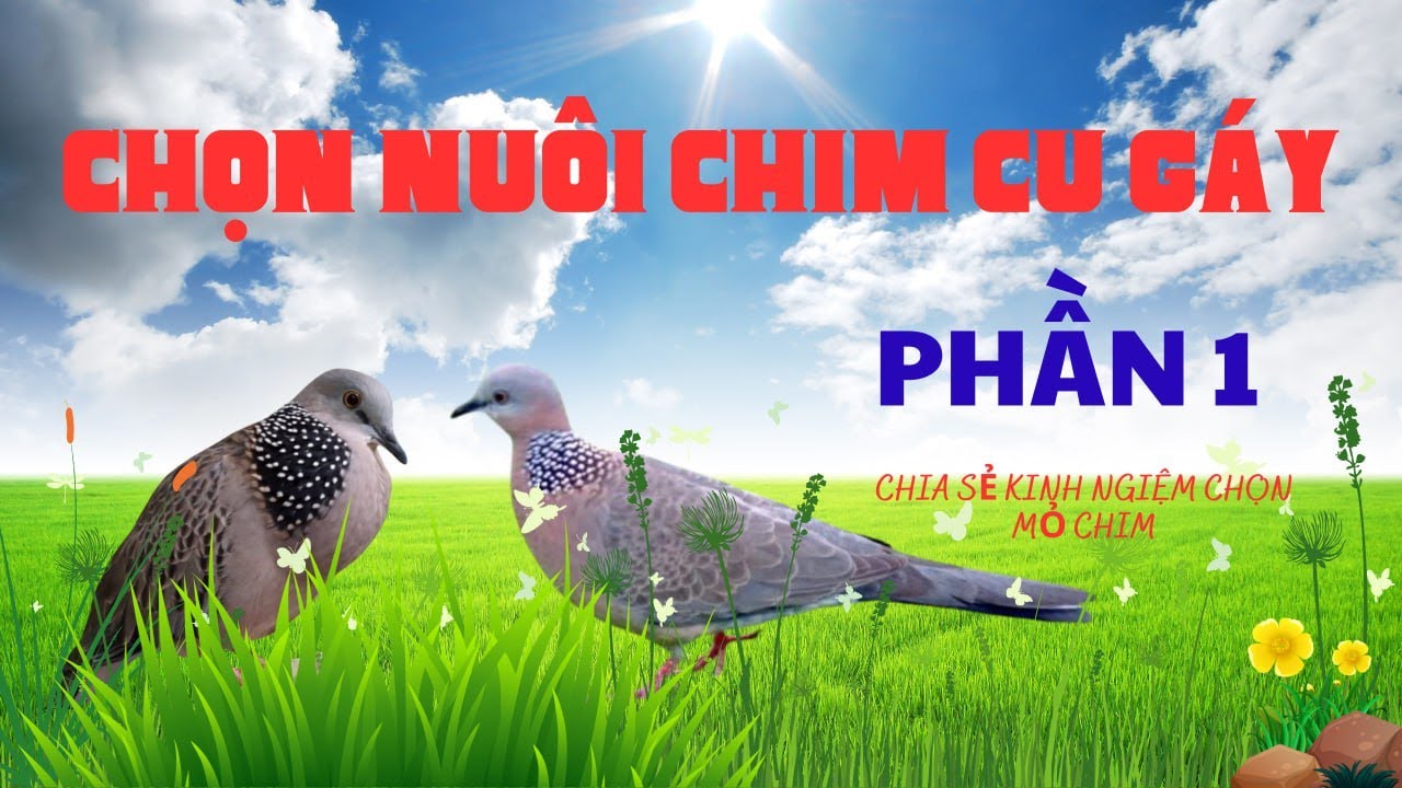 canhchimtudo79, chia sẻ cách chọn chim cu , cách nuôi chim cu , chọn bổi , chọn cu bổi hay, bổi đẹp