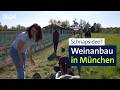 Wein aus München: Gelingt der Anbau, wo Reben zuletzt vor 200 Jahren standen? | Abendschau | BR24