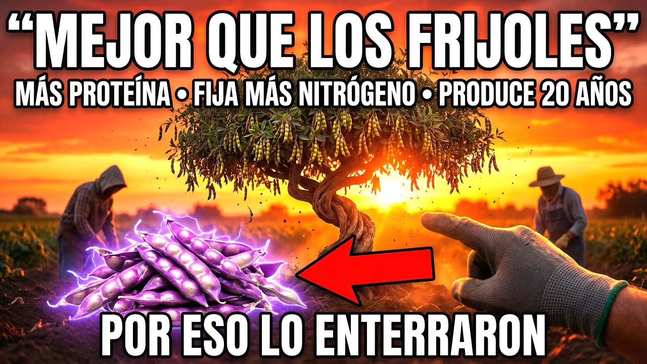 Mejor Que los Frijoles: Más Proteína, Fija Más Nitrógeno, Produce 20 Años