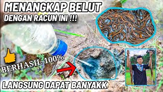Tangkap Belut Dengan Racun Ini Langsung Dapat Banyak