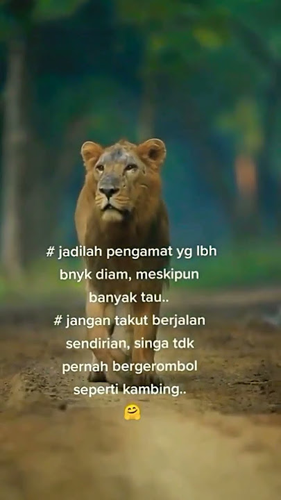 SINGA TIDAK PERNAH BERGEROMBOL #storywa