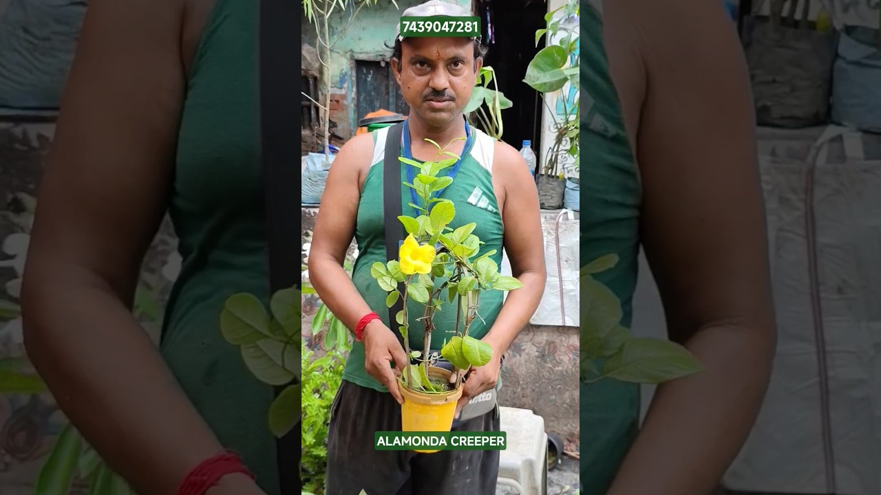 Wonderful Alamonda creeper Plant with Price 