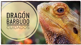 Dragón barbudo Cuidados 🐲