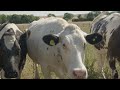 First Hand Case Study: Herbal Leys with Rowan Napper