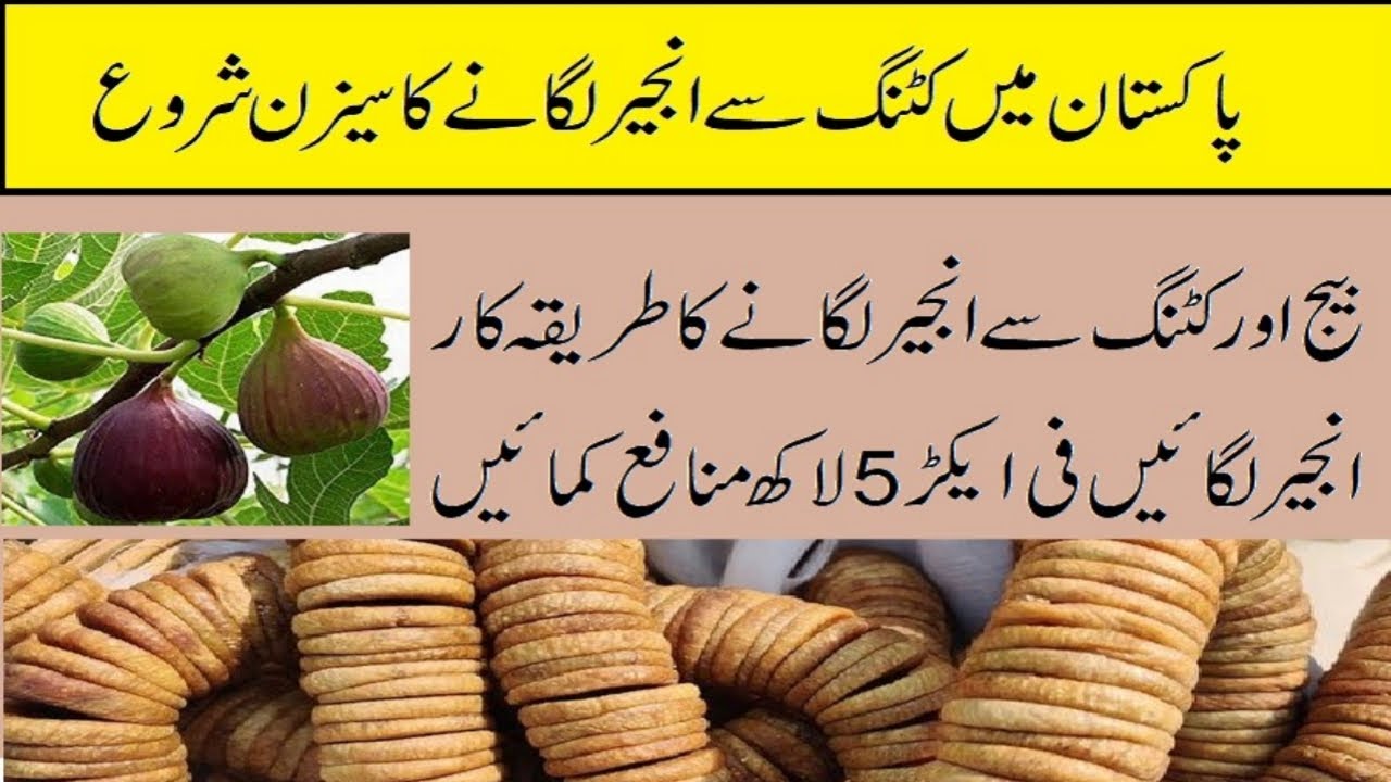 Figs In Urdu