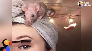 Rat Family Is Perfect: Girl Loves Her 5 Rats | The Dodo