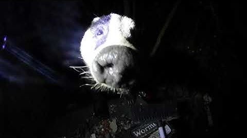 badger sniffing camera