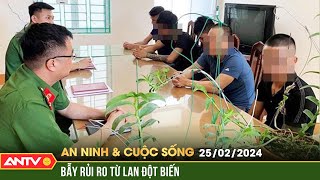 Lan đột biến sốt giá trở lại và những cảnh báo cho dân ‘ghiền’ lan | ANVCS | ANTV