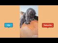 Oh No TikTok Compilation (oh no no no song) | Pet edition Mp3 Song