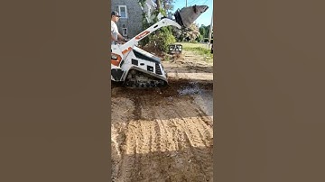 small bobcat MT100#short #shortes