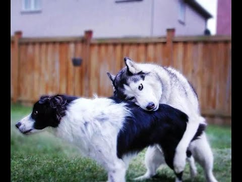 國外敏捷犬比賽，二哈和邊牧完全是倆種不同的畫風(視頻)