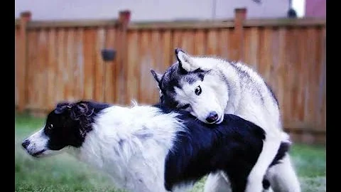 國外敏捷犬比賽，二哈和邊牧完全是倆種不同的畫風 - 天天要聞