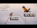 Marsh Harrier & Stonechat | UK Wildlife and Nature Photography | Canon R5