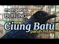 Burung ciung batu paruh hitam burung eksotik