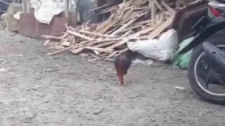 Jika Anda Pingin Cepat Kaya Kasih Makan Ayam Tetangga