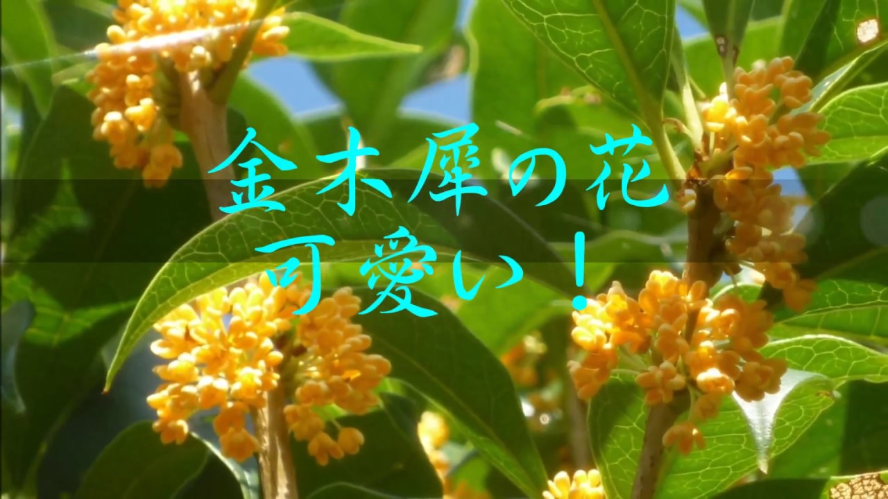 優しい香り金木犀の花可愛い Youtube