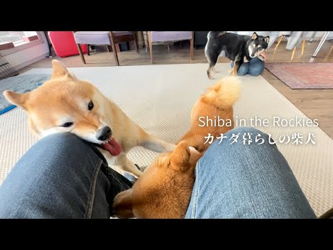 柴犬たちよ、なぜに狭い父の股下で揉めるのか?