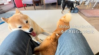 A very excited young Shiba Inu and a calm adult Shiba Inus [4K] by Shiba in the Rockies / カナダ暮らしの柴犬 26,960 views 6 months ago 8 minutes, 54 seconds