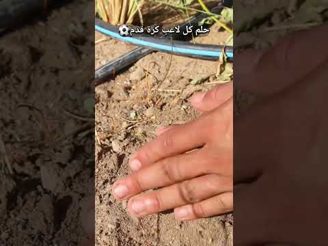 حلم كل لاعب كرةالقدم Odey Amin كرة قدم Football Shorts العبها صح Footballshorts