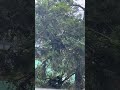 Encontre o ninho que o passarinho fez no meio do pinheiro natureza