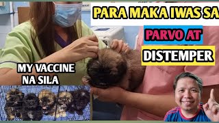 First 5N1 Vaccine Shih tzu Puppies/Gaano kahalaga at  Magkanu ba ang Bakuna ng aso??