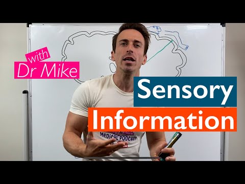 Video: Hvordan rejser sensorisk information til hjernen?