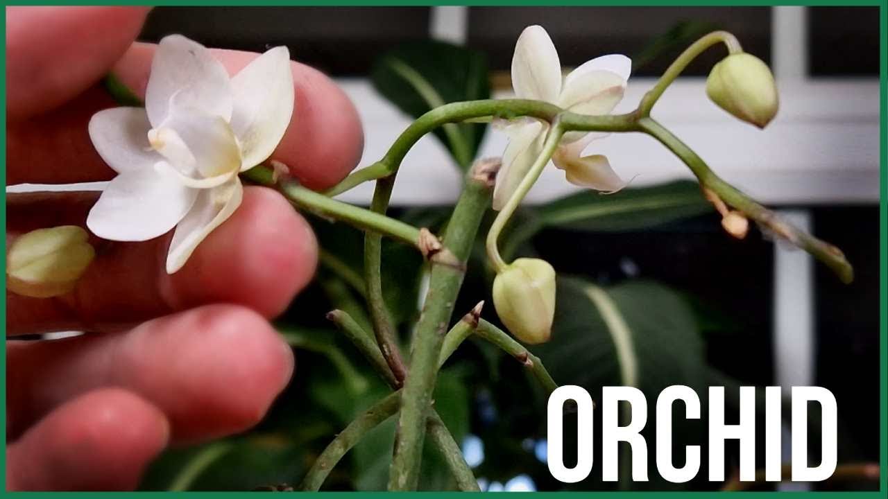 Orchid Terrarium:- What Makes This Build Feel So Calming