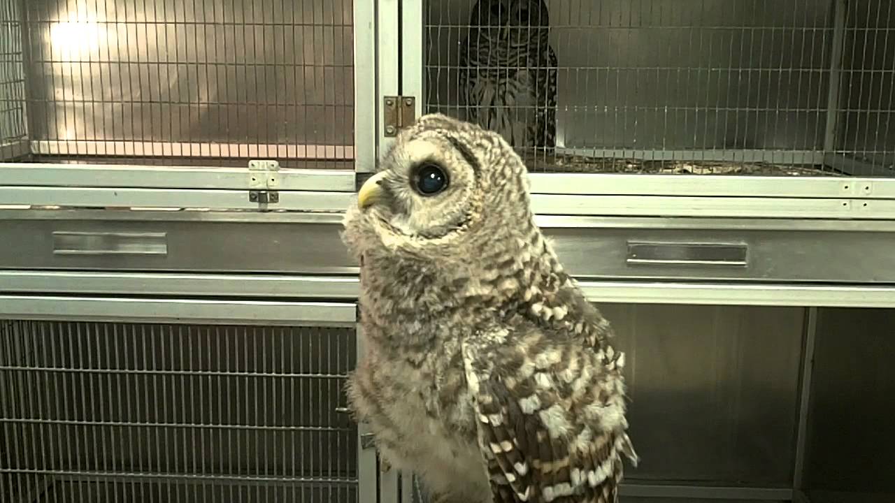 young-barred-owl-head-bobbing-youtube