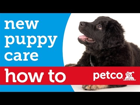 How to - New Puppy Care (Petco) - YouTube