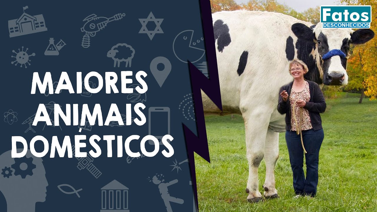 Os 5 maiores animais domésticos