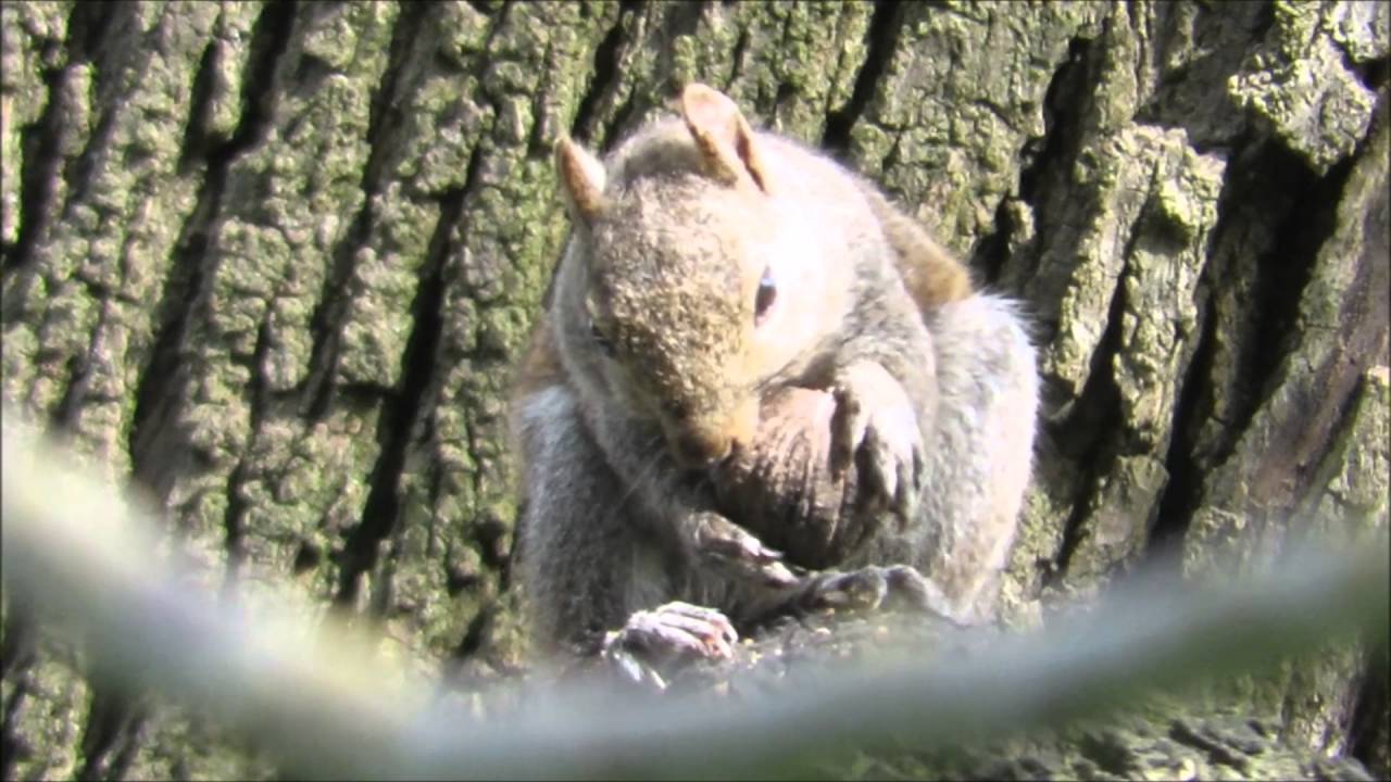 Do Squirrels Eat Black Walnuts? Quick Answer