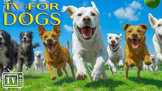 Dog TV For Dogs to Watch: TOP Entertainment for Dogs Home Alone with All-Day Relaxing Music for Dogs