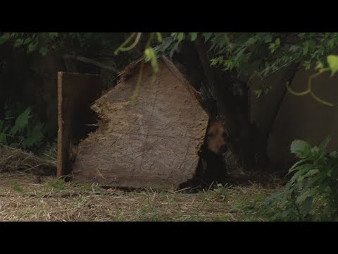 Uptick in Columbus animal neglect cases as temperatures rise