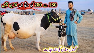 Today Gondal Mandi Latest Update 16Feb 2026Low And Middle Prices Milking Cowsjersey Cow For Sale
