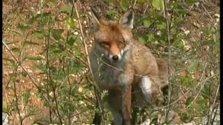Bellender Fuchs  barking red fox