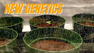 Popping new G13 Labs Genetics from Seedsman,talking nutes, mixing orders and additives.