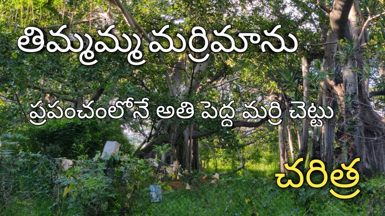 Timmamma Marrimanu Worlds Biggest Banyan Tree Full History In Timmamma Marrimanu Worlds Biggest Banyan Tree Full History In