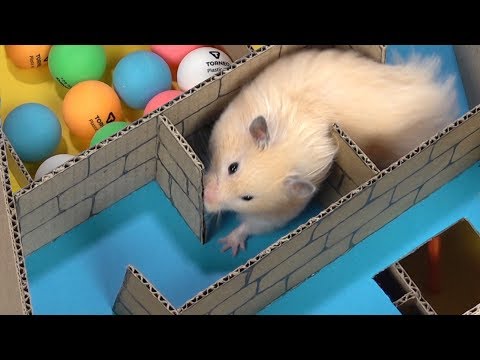 my-funny-pet-hamster-in-6-level-pyramid-maze